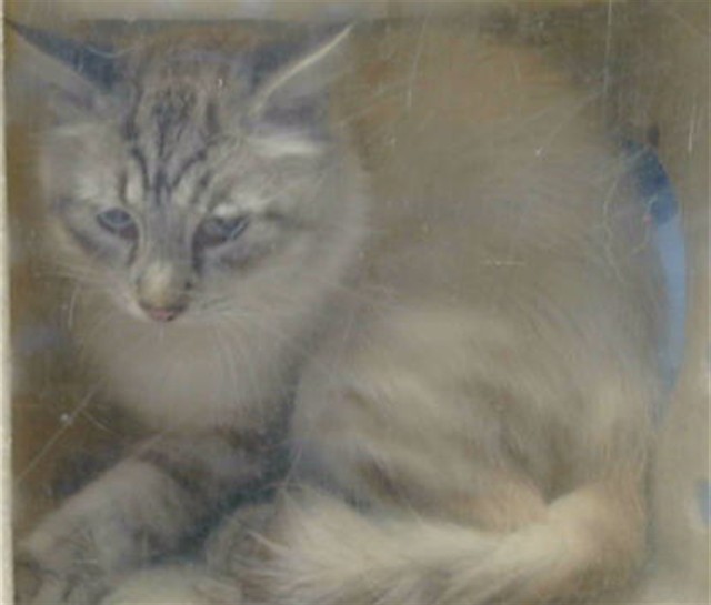 Shelter Stray Male Cat last seen , 216 W Victoria St, Gardena, CA 90248, USA