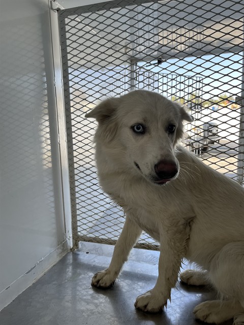 Shelter Stray Female Dog last seen Near BLOCK 58 HWY, BAKERSFIELD CA 93314, 3951 Fruitvale Ave, Bakersfield, CA 93308, USA