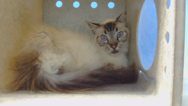 Shelter Stray Male Cat last seen , 216 W Victoria St, Gardena, CA 90248, USA
