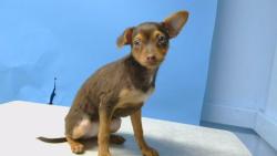 Shelter Stray Female Dog last seen , 216 W Victoria St, Gardena, CA 90248, USA