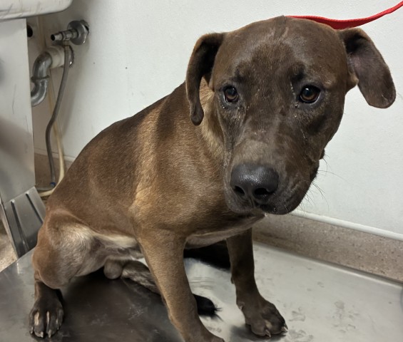 Shelter Stray Male Dog last seen Near BLOCK E CURNOW RD, BAKERSFIELD CA 93307, 3951 Fruitvale Ave, Bakersfield, CA 93308, USA