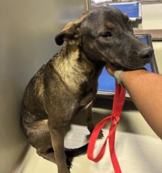 Shelter Stray Female Dog last seen Near BLOCK E CURNOW RD, BAKERSFIELD CA 93307, 3951 Fruitvale Ave, Bakersfield, CA 93308, USA