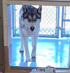 Shelter Stray Male Dog last seen Near BLOCK QUARTZ LN, SUN VALLEY NV 89433, 2825 Longley Ln Suite A, Reno, NV 89502, USA
