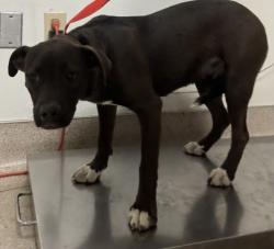 Shelter Stray Female Dog last seen Near BLOCK E CURNOW RD, BAKERSFIELD CA 93307, 3951 Fruitvale Ave, Bakersfield, CA 93308, USA