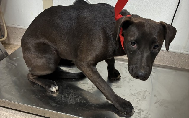 Shelter Stray Female Dog last seen Near BLOCK E CURNOW RD, BAKERSFIELD CA 93307, 3951 Fruitvale Ave, Bakersfield, CA 93308, USA