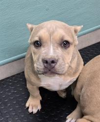 Shelter Stray Female Dog last seen Near LEIDEN DR, RENO NV 89506, 2825 Longley Ln Suite A, Reno, NV 89502, USA