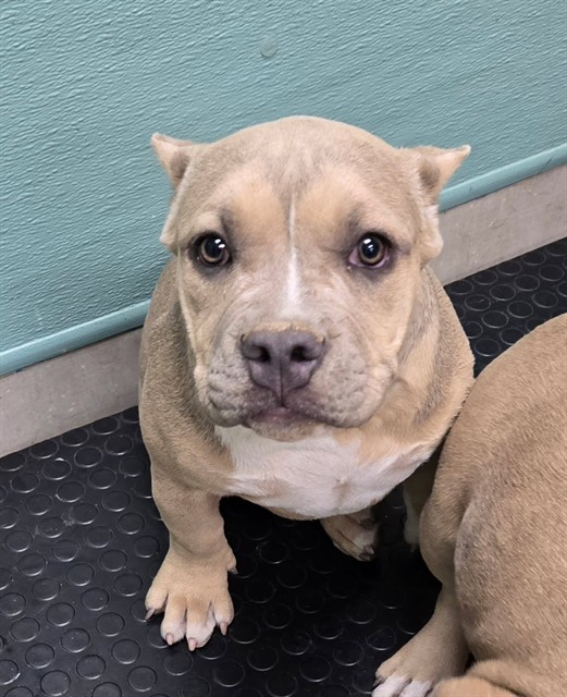 Shelter Stray Female Dog last seen Near LEIDEN DR, RENO NV 89506, 2825 Longley Ln Suite A, Reno, NV 89502, USA