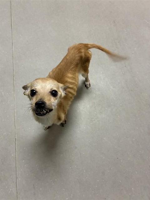 Shelter Stray Male Dog last seen Near GAULT WAY, SPARKS NV 89431, 2825 Longley Ln Suite A, Reno, NV 89502, USA