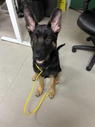 Shelter Stray Male Dog last seen Near CLEAR ACRE LN, RENO NV 89512, 2825 Longley Ln Suite A, Reno, NV 89502, USA