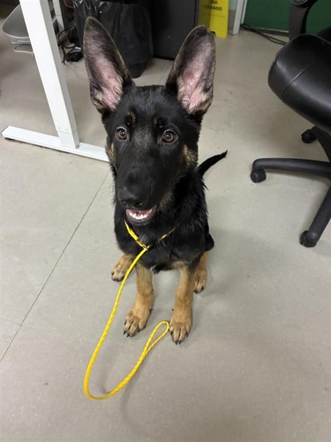 Shelter Stray Male Dog last seen Near CLEAR ACRE LN, RENO NV 89512, 2825 Longley Ln Suite A, Reno, NV 89502, USA