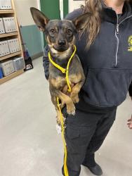 Shelter Stray Male Dog last seen Near SULLIVAN LN, SPARKS NV 89431, 2825 Longley Ln Suite A, Reno, NV 89502, USA