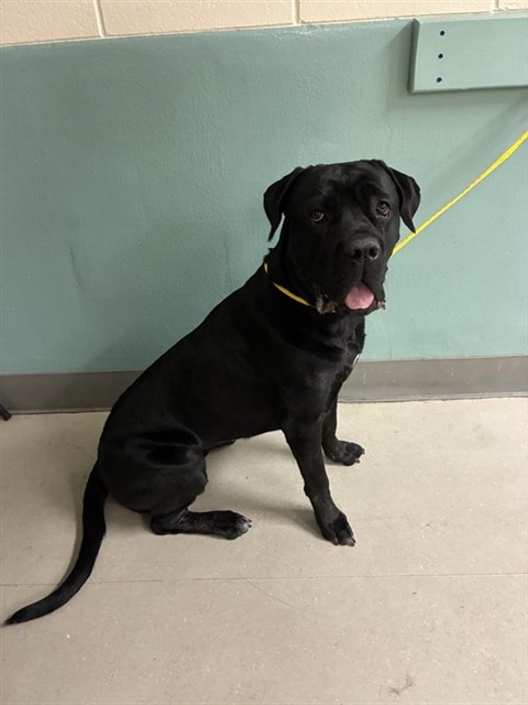 Shelter Stray Female Dog last seen Near BLOCK SIERRA MADRE DR, RENO NV 89502, 2825 Longley Ln Suite A, Reno, NV 89502, USA