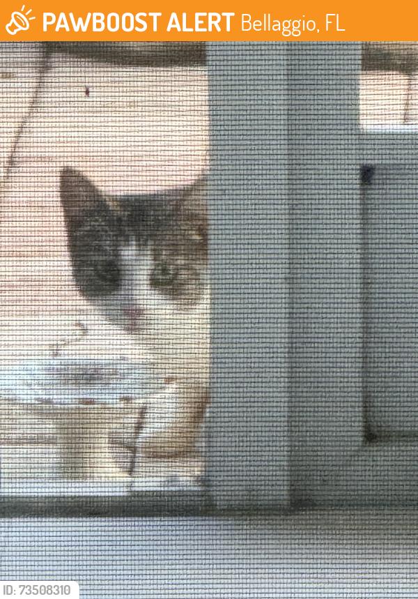 Found/Stray Unknown Cat last seen Lantana, Bellaggio, FL 33467