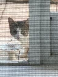 Found/Stray Unknown Cat last seen Lantana, Bellaggio, FL 33467