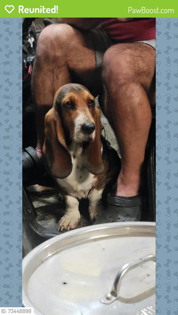 Reunited Female Dog last seen Revere ave clinton tn, Clinton, TN 37716