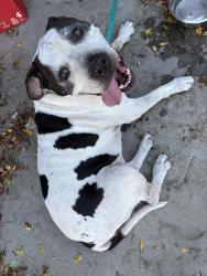 Reunited Male Dog last seen Walnut street and Orchard Street, Wildomar, CA 92595