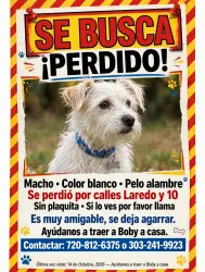 Lost Male Dog last seen 6th y colfax, Aurora, CO 80011
