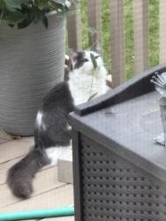 Found/Stray Unknown Cat last seen 144th and Ida, Omaha, NE 68142