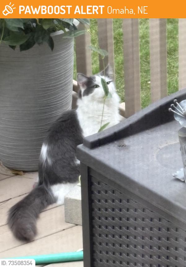 Found/Stray Unknown Cat last seen 144th and Ida, Omaha, NE 68142