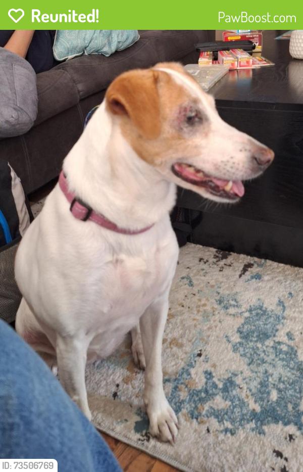 Reunited Female Dog last seen Grand ave and 2nd, Loves Park, IL 61111