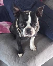 Lost Male Dog last seen Reilly rd, Fayetteville, NC 28314