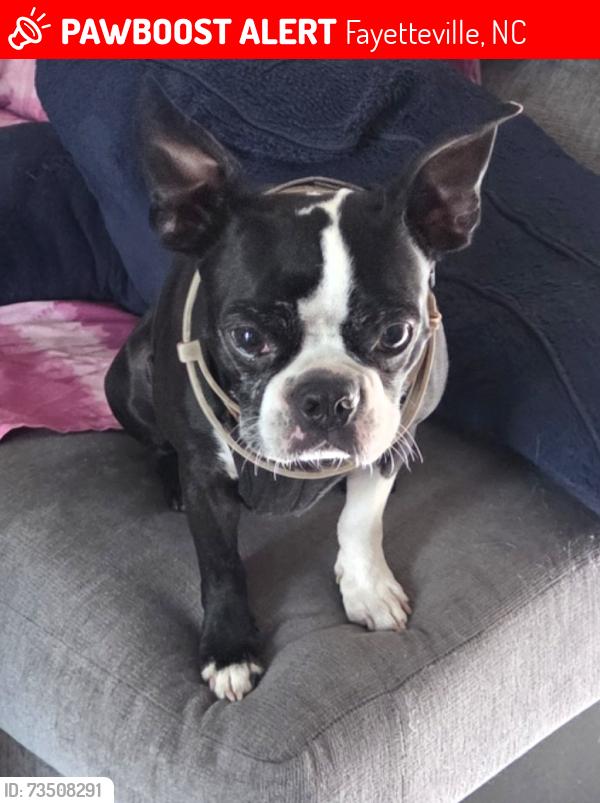 Lost Male Dog last seen Reilly rd, Fayetteville, NC 28314