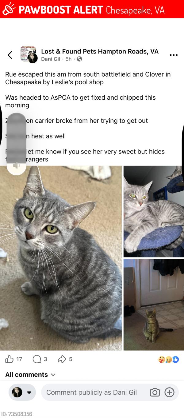 Lost Female Cat last seen Battlefield south andclover, Chesapeake, VA 23322