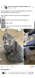Lost Female Cat last seen Battlefield south andclover, Chesapeake, VA 23322