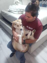 Lost Male Dog last seen Bellegrave and bain, Jurupa Valley, CA 91752