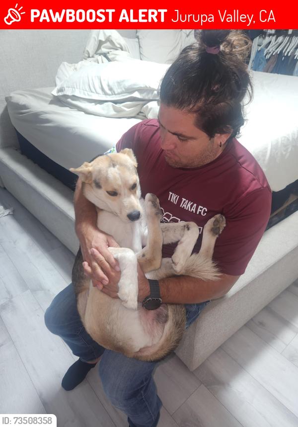 Lost Male Dog last seen Bellegrave and bain, Jurupa Valley, CA 91752