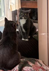 Reunited Female Cat last seen Near E 18th St Apt 3, right off of Franklin, Minneapolis, MN 55404
