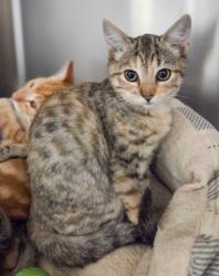 Shelter Stray Female Cat last seen E Illinois Ave & N 7th St, Fresno Zone Fresno CO 2 93702, CA, 1510 W Dan Ronquillo Dr, Fresno, CA 93706, USA