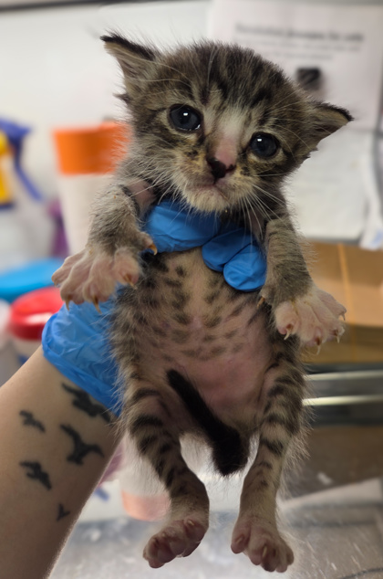Shelter Stray Female Cat last seen Lodge Rd & Wiemiller Rd, Tollhouse Zone Fresno CO 4 93667, CA, 1510 W Dan Ronquillo Dr, Fresno, CA 93706, USA