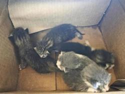 Shelter Stray Unknown Cat last seen Near king air cv, georgetown, City of Georgetown, TX, 1855 SE Inner Loop, Georgetown, TX 78626, USA