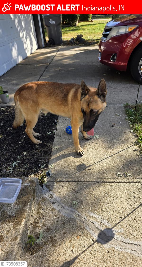 Lost Male Dog last seen Near 38th and post road Indianapolis, Indianapolis, IN 46235
