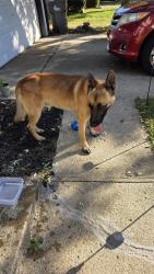 Lost Male Dog last seen Near 38th and post road Indianapolis, Indianapolis, IN 46235