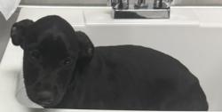 Shelter Stray Female Dog last seen Dumped in OAS front parking lot this morning, Oakland,, 1101 29th Ave, Oakland, CA 94601, USA