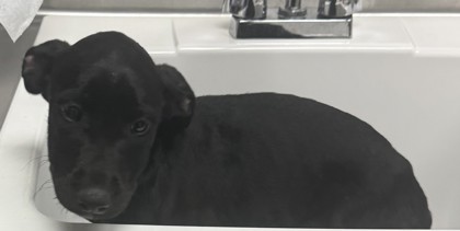 Shelter Stray Female Dog last seen Dumped in OAS front parking lot this morning, Oakland,, 1101 29th Ave, Oakland, CA 94601, USA