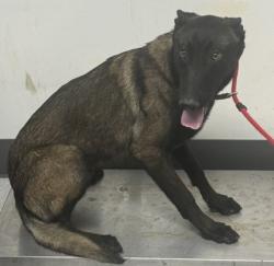 Shelter Stray Male Dog last seen Bancroft and Avenal, Oakland,, 1101 29th Ave, Oakland, CA 94601, USA