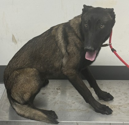 Shelter Stray Male Dog last seen Bancroft and Avenal, Oakland,, 1101 29th Ave, Oakland, CA 94601, USA