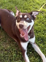 Shelter Stray Female Dog last seen Falls Church, VA, 22041, Steppes Ct & Madison Ln, Fairfax County, VA, 4500 West Ox Rd, Fairfax, VA 22030, USA