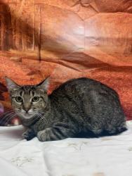 Shelter Stray Female Cat last seen Near Cats Paw View, Unknown, TX, 11300 Nacogdoches Rd, San Antonio, TX 78217, USA
