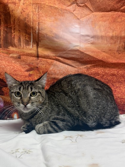 Shelter Stray Female Cat last seen Near Cats Paw View, Unknown, TX, 11300 Nacogdoches Rd, San Antonio, TX 78217, USA
