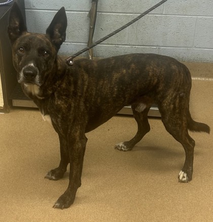 Shelter Stray Male Dog last seen Near Forest East Lane, 30088, GA, 3280 Chamblee Dunwoody Rd, Chamblee, GA 30341, USA