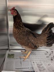 Shelter Stray Female Chicken last seen Near Waterwood Dr., Keller, TX, 330 Rufe Snow Dr, Keller, TX 76248, USA