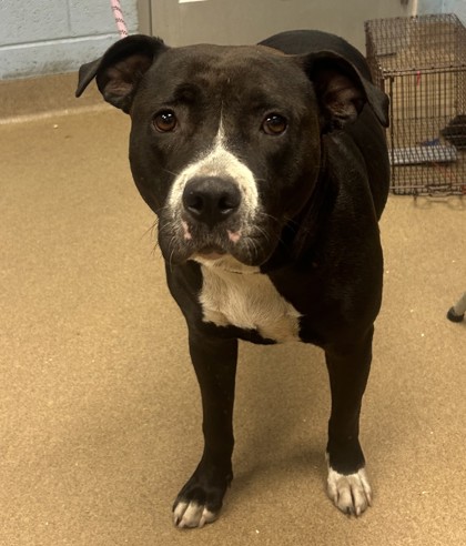 Shelter Stray Female Dog last seen I-85 Southbound @ Clairmont Road, 30329, GA, 3280 Chamblee Dunwoody Rd, Chamblee, GA 30341, USA