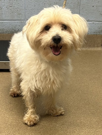 Shelter Stray Male Dog last seen Near Park Pointe Circle, Scottdale, GA, 30079, 30079, GA, 3280 Chamblee Dunwoody Rd, Chamblee, GA 30341, USA