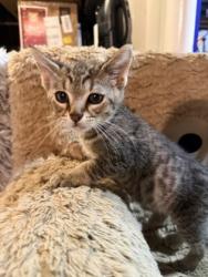 Shelter Stray Male Cat last seen Near Ridge Creek Drive, Clarkston 30021, 30021, GA, 3280 Chamblee Dunwoody Rd, Chamblee, GA 30341, USA