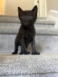 Shelter Stray Female Cat last seen Near Ridge Creek Drive, Clarkston 30021, 30021, GA, 3280 Chamblee Dunwoody Rd, Chamblee, GA 30341, USA