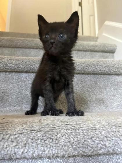 Shelter Stray Female Cat last seen Near Ridge Creek Drive, Clarkston 30021, 30021, GA, 3280 Chamblee Dunwoody Rd, Chamblee, GA 30341, USA